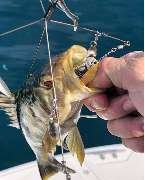 Diamond Baits 3-Wire Bladed Alabama Rigs – Hammonds Fishing
